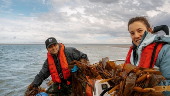 Del mar al campo: algas que mejoran rindes y suelos