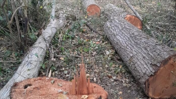 Bosques nativos de Jujuy: denuncian extracción ilegal de madera