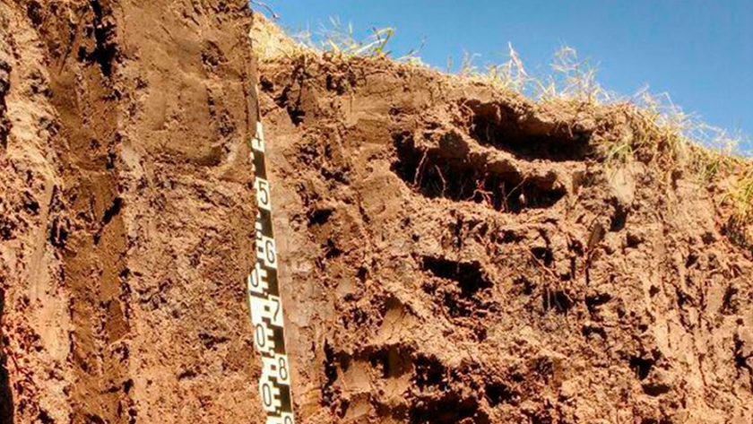 La importancia de los análisis de suelos para el manejo de los cultivos