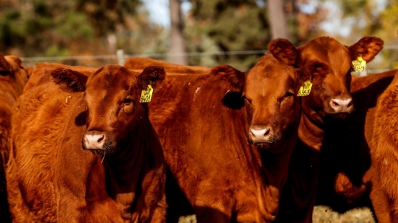 Dinamarca pretende cobrar un impuesto a los eructos y flatulencias del ganado para reducir el efecto invernadero