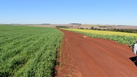 Canola, un cultivo rentable en Paraguay