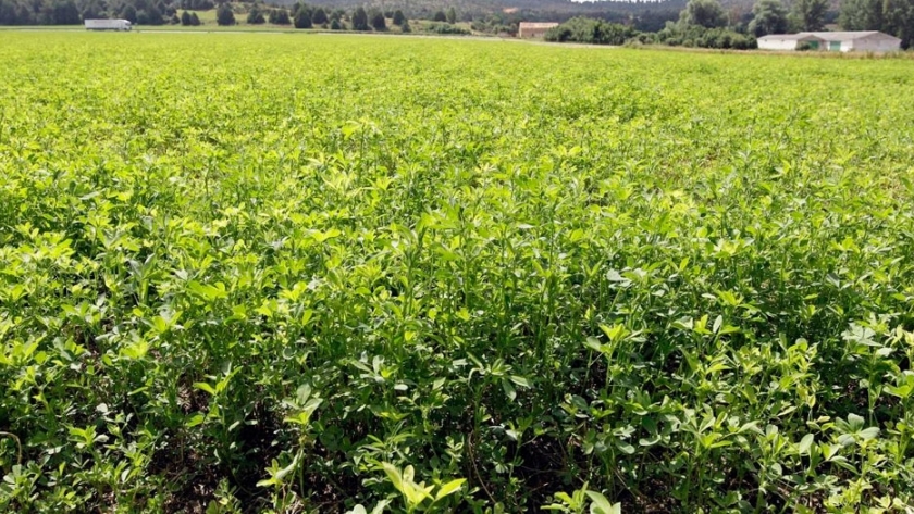 Cómo calcular la fertilización fosfatada de alfalfa 