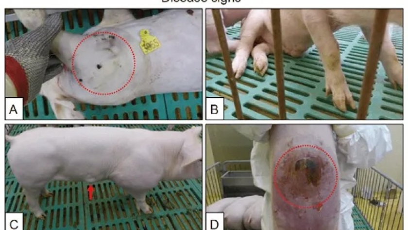 Qué dicen los nuevos estudios de China sobre las variantes de la peste porcina africana