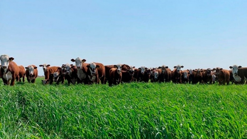 Incorporar avenas aumentaría tres veces la producción de carne