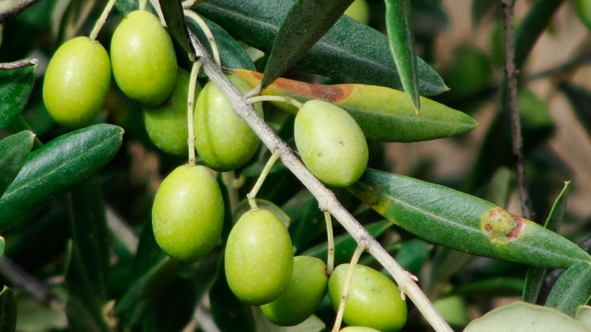 La Rioja apuesta por producción olivícola