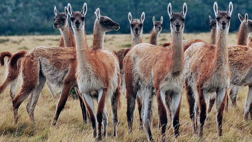 Destacan el nuevo plan nacional de manejo sustentable del guanaco