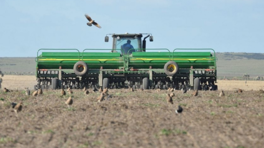 La secretaría de Agricultura estima un superficie implantada de 5,7 millones de hectáreas de trigo