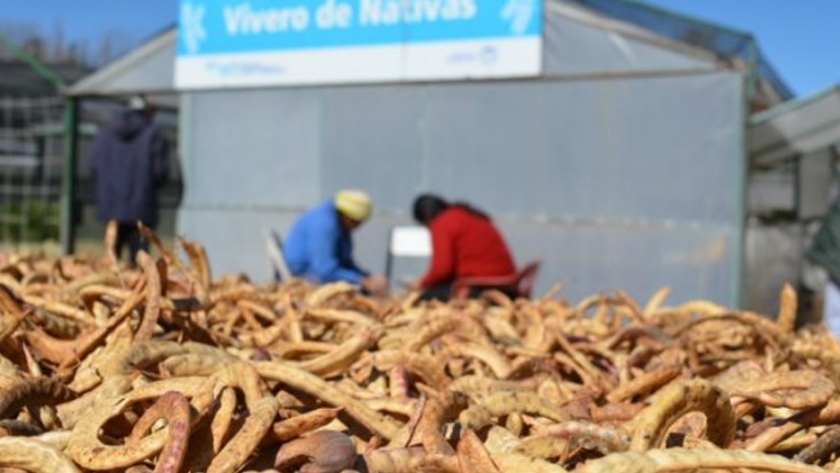 Comenzó la campaña provincial de recolección de semillas de árboles
