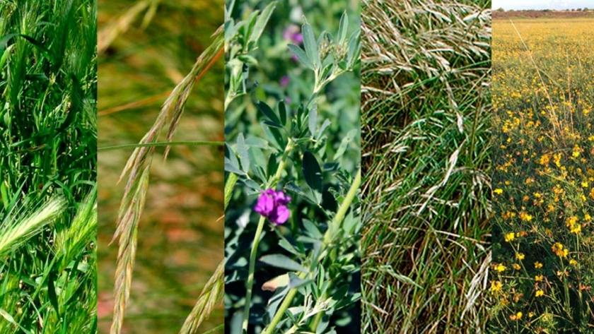 Claves para la siembra de pasturas en primavera en la pradera pampeana