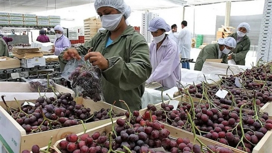 Perú certificó cerca de 90.000 hectáreas de uva de mesa