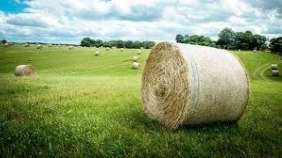 Excedentes de pasto: claves para transformar un buen año forrajero en reservas estratégicas