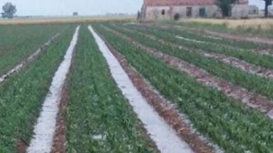 La Niña se atenúa y las lluvias benefician al agro