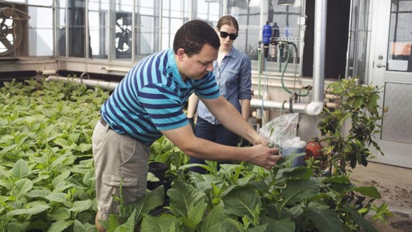 Reingeniería de la fotosíntesis: cómo dos profesores de biología de LSU esperan alimentar a la creciente población mundial