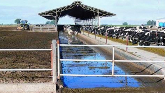 Los tambos avanzan hacia un modelo circular: buscan transformar residuos en energía y fertilidad