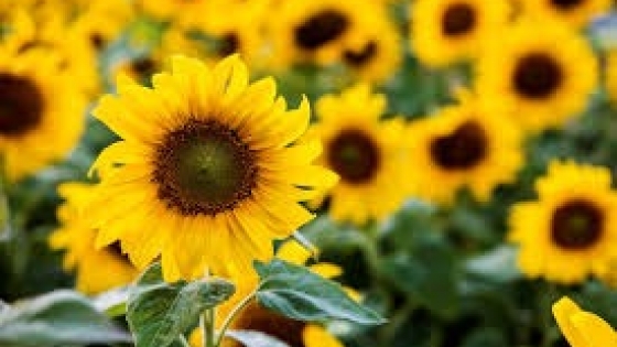 Girasol: la alternativa sostenible al caucho natural