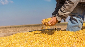 Soja y maíz, a la espera de un dato clave: qué factores influyen en la decisión de siembra de los productores en Estados Unidos