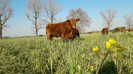 INTA Oliveros impulsa la agricultura regenerativa para mejorar suelos y rentabilidad agropecuaria