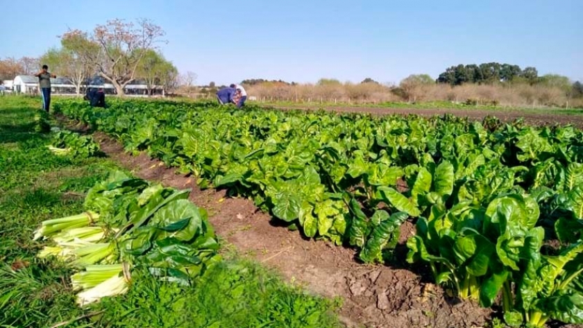 Chubut implementa módulos de producción frutihortícola en el IPP
