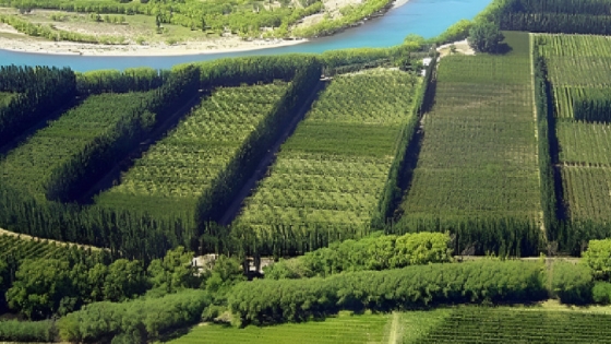 Un nuevo horizonte productivo en el Alto Valle: más allá de peras y manzanas