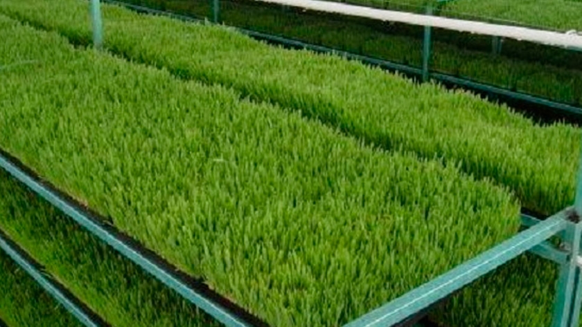 El forraje hidropónico se convierte en una buena opción para la pequeña ganadería