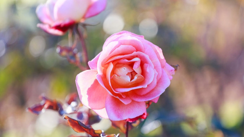 Empezó la poda del Rosedal y se sortearán 100 tallos de rosas