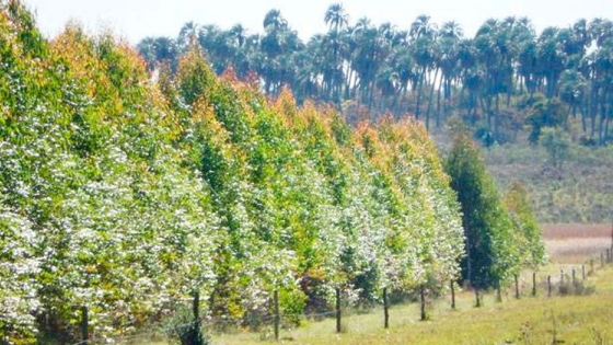 Marco legislativo forestal para productores de Entre Ríos