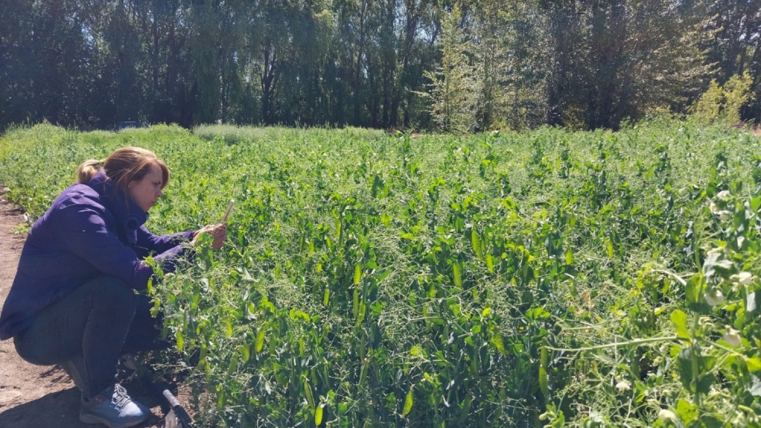 Perito Moreno impulsa la forestación agrícola