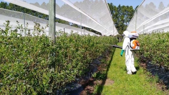 INTA Concordia investiga el uso de biorreguladores en la producción de arándanos