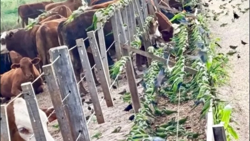 Cotorras en el campo: el problema que puede generar pérdidas de hasta 40% y una alternativa para alejarlas