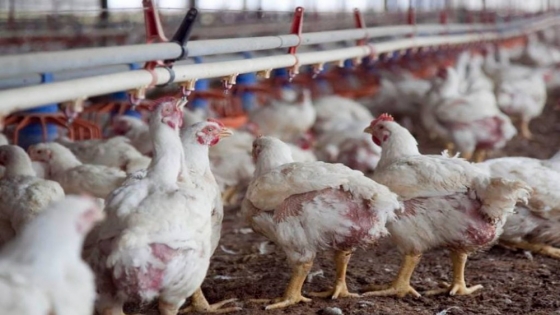 Enfermedad de Newcastle: Ante un brote en Brasil, el Senasa pide reforzar controles en granjas aviares argentinas