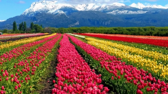 Tulipanes Patagonia, floreciendo Trevelin desde 1966