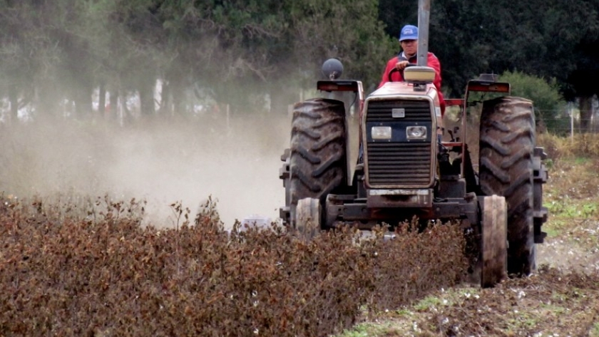 El gobierno asiste a productores algodoneros en la destrucción de rastrojos