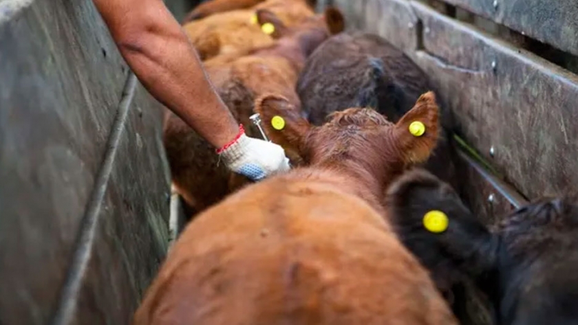 Brasil deja de vacunar contra la aftosa y enciende las alarmas en Argentina y Uruguay