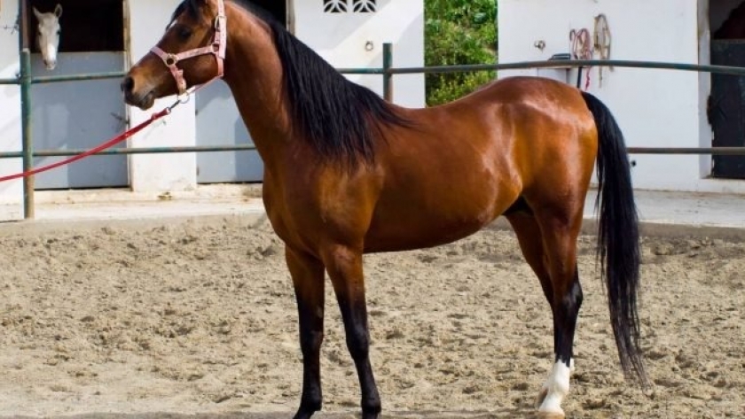 Curiosidades del caballo hispano árabe