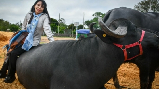 Genética bubalina: una cabaña correntina busca mejorar el rodeo