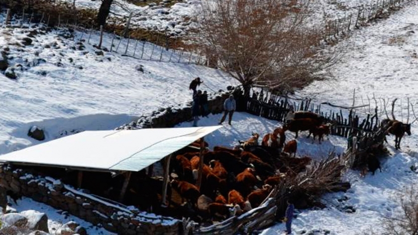 Caprinos, ovinos y bovinos: Alimentación de mantenimiento para situaciones de emergencia climática