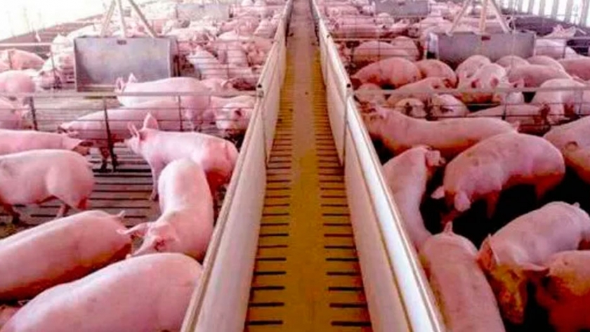 Analizaron el proyecto de producción porcina con China