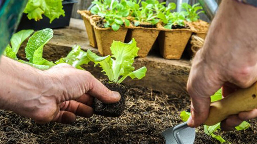 Cómo cuidar a la huerta urbana del calor del verano
