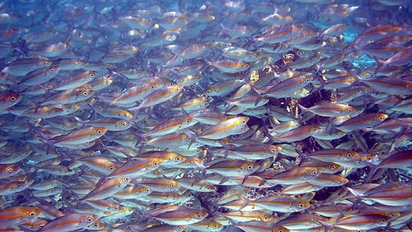 Buscan producir carne de pescado de alto valor nutricional con una dieta a base de forrajes