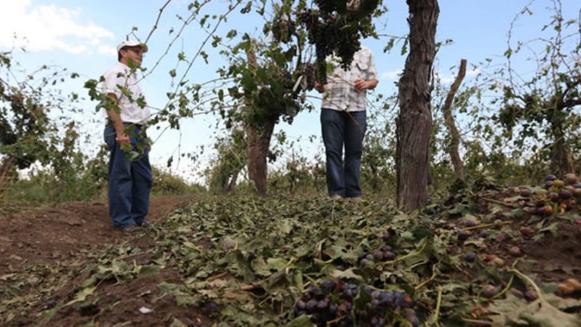 En tiempo y forma, comienza la segunda etapa de pagos del Seguro Agrícola