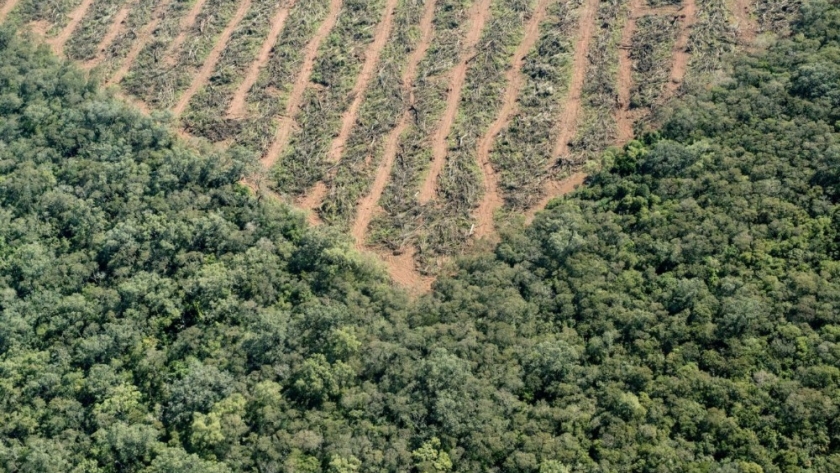 América Latina perdió más de 39 millones de hectáreas de bosques