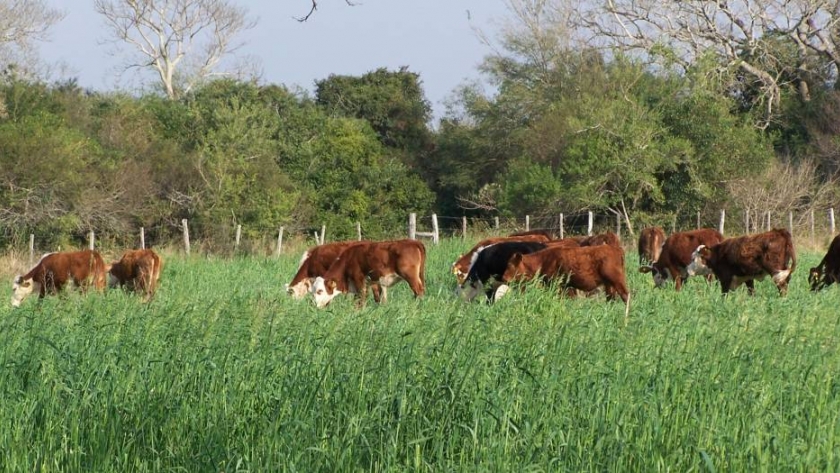 Verdeos de invierno diferidos, una valiosa herramienta en la cadena forrajera