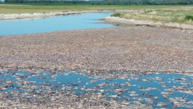 Agrotóxicos: ¿La causa de la impactante mortandad de peces en la Laguna de Gómez?