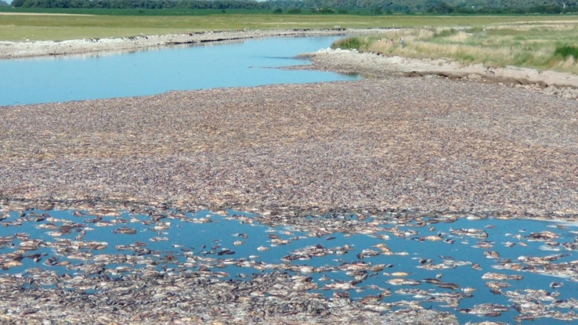 Agrotóxicos: ¿La causa de la impactante mortandad de peces en la Laguna de Gómez?