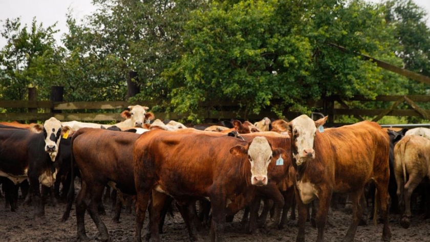 El software animal le permitirá monitorear a todos los bovinos desde su nacimiento