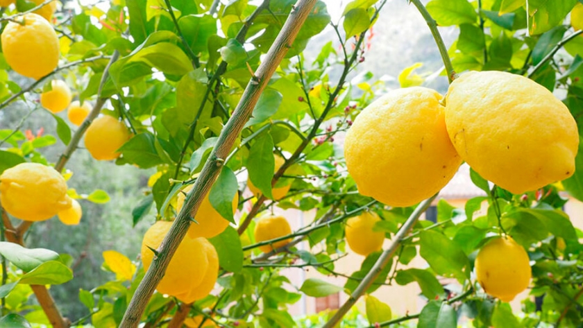 Se espera una caída del 30% de la producción del limón argentino en el ciclo 2020/21