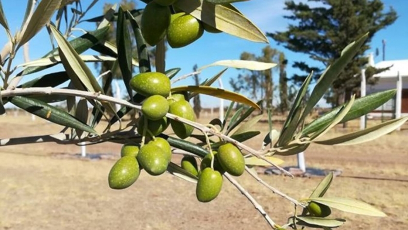 El Gobierno realizó una nueva jornada de capacitación para productores de olivos de la provincia