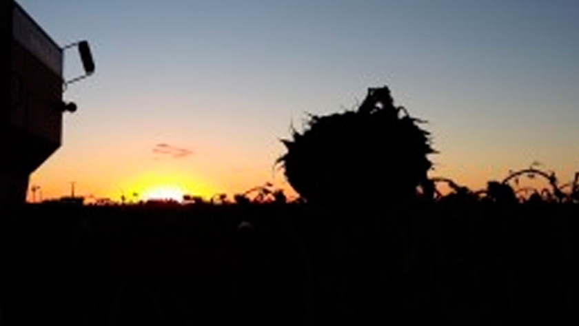 Se recuperó el componente externo de la matriz comercial del girasol argentino con un mayor aporte de valor agregado