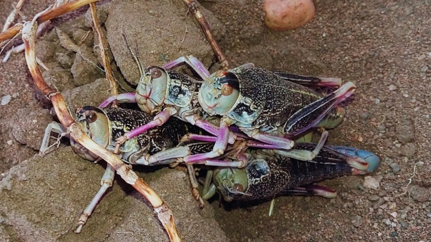 Acuicultura: analizan el uso de insectos como alimento