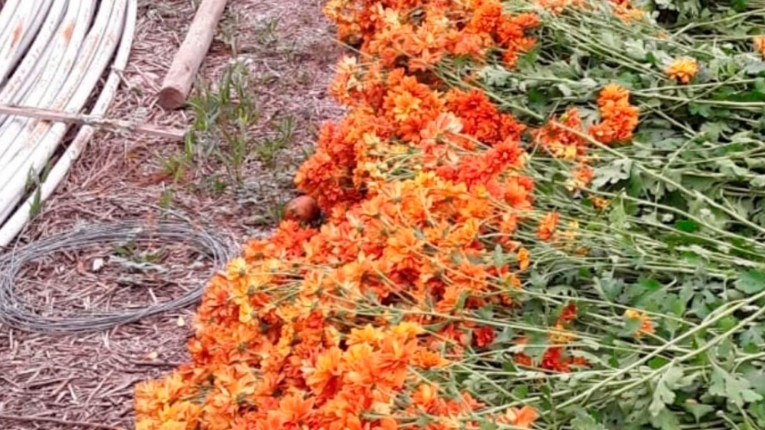 Los productores de flores y viveros, otro sector en crisis